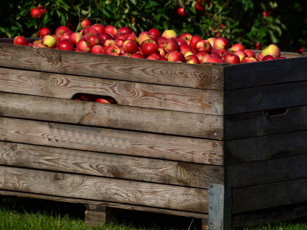 Box voller Äpfel, Apfelernte im Alten Land