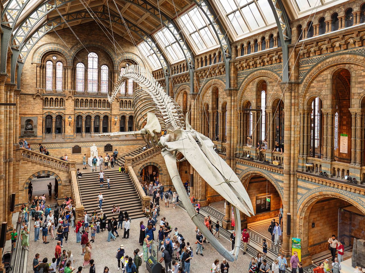 Blauwal-Skelett-Rekonstruktion „Hope“ in der Hintze Hall des Natural History Museums, London