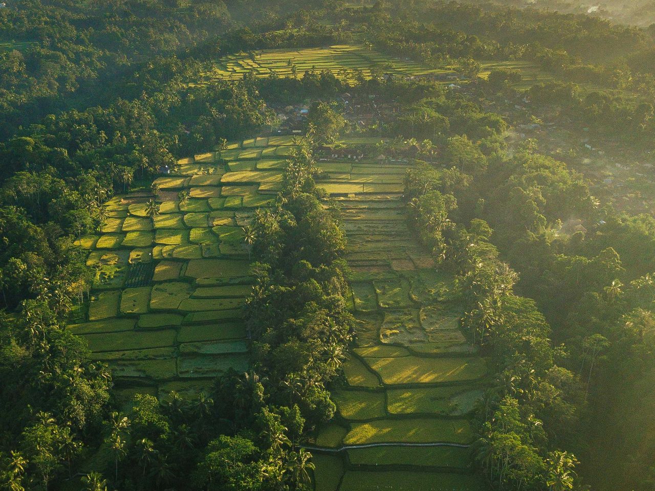 Reisterrasse auf Bali, Luftaufnahme