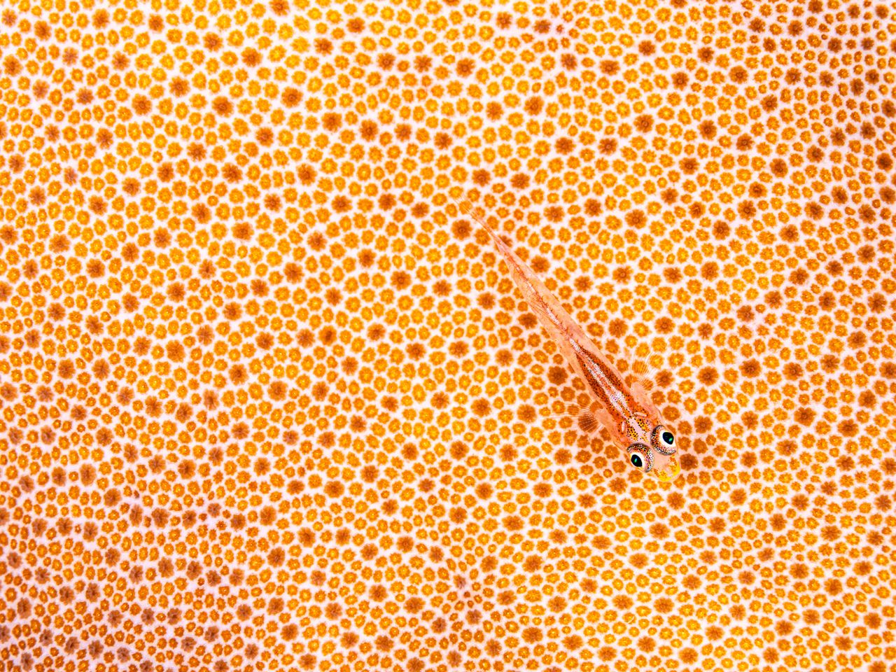 Geistergrundel, Marsa Alam, Ägypten