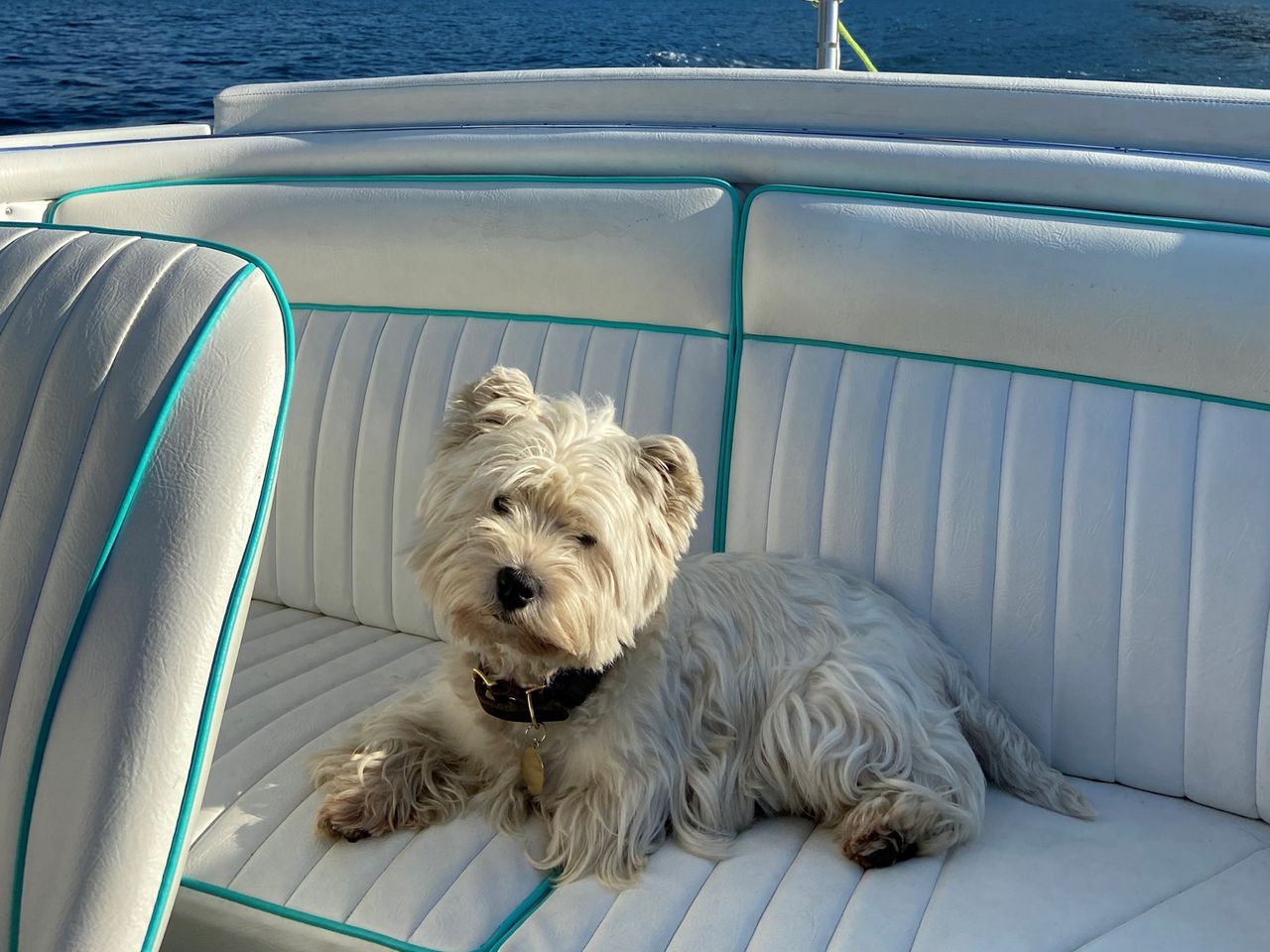 Hunde im Almyra, Zypern