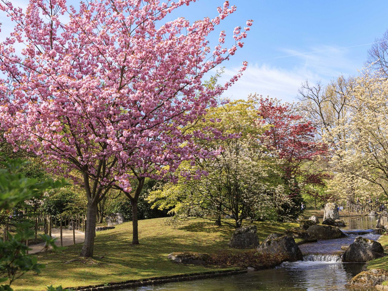 Kirschbl&uuml;te im Jpanischen Garten Hasselt