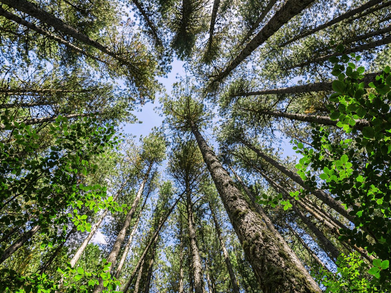 Bäume im Sila-Nationalpark von unten, Kalabrien
