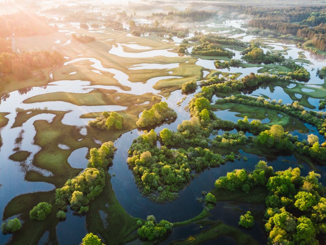Drohnenperspektive auf eine weitläufige, grüne Flusslandschaft in Estland mit sanft mäandernden Wasserwegen und dichten Baumkronen im Sonnenlicht.