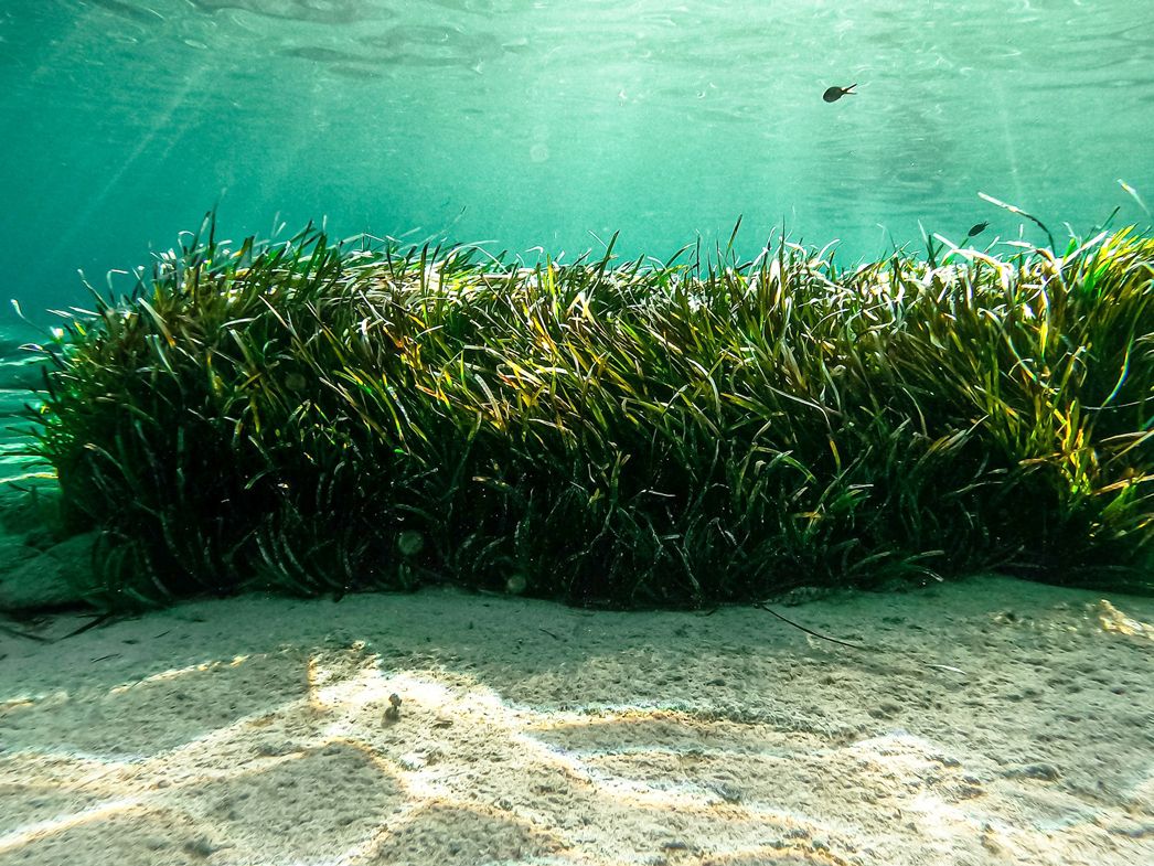Seegraswiese im Mittelmeer