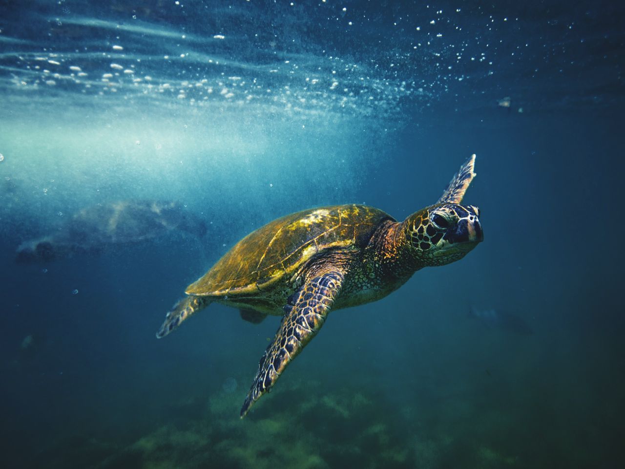 Eine Grüne Meeresschildkröte schwimmt vor der Küste Hawaiis