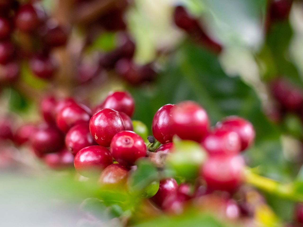 Costa Rica Kaffee