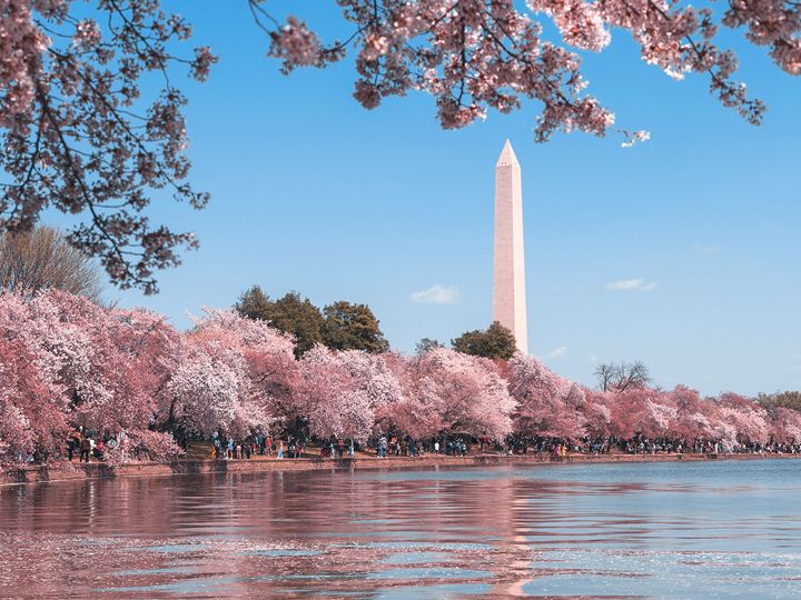 Washington Memorial und Kirschblüten in Washington D.C.