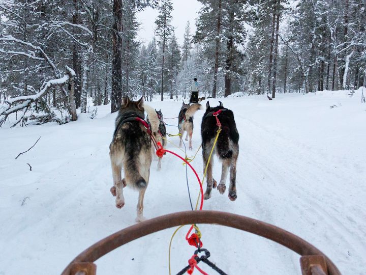 Hundeschlitten im Winter