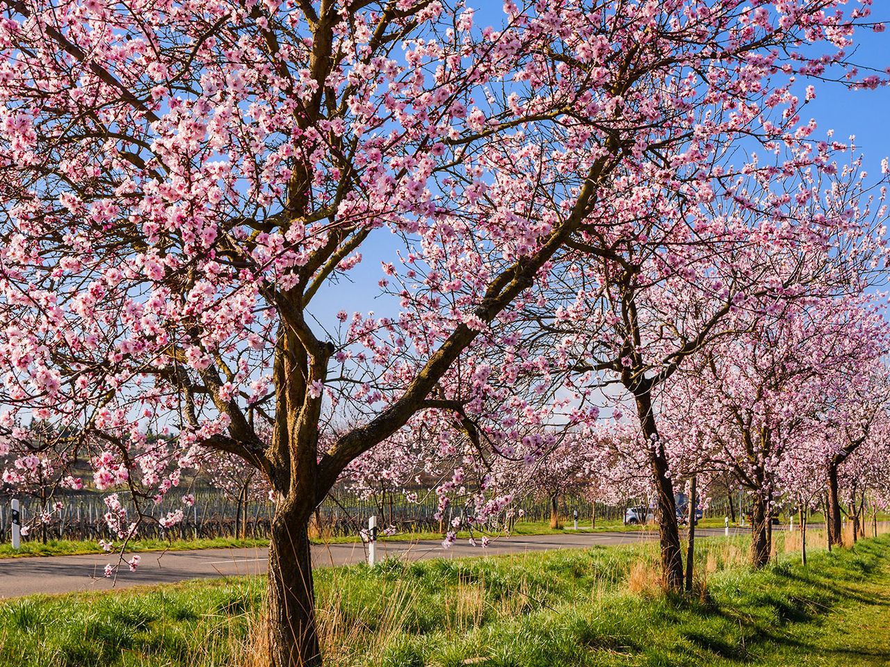 Mandelblüte in der Pfalz, Gimmeldingen