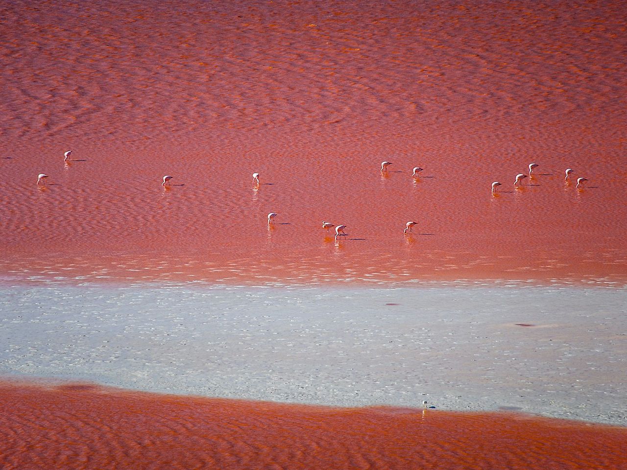 Laguna Colorado mit Flamingos, Lagune in Bolivien
