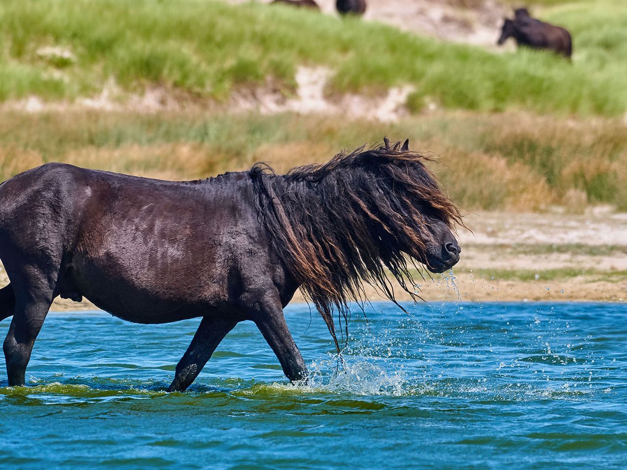 Sable Island Pony, das durch Wasser watet