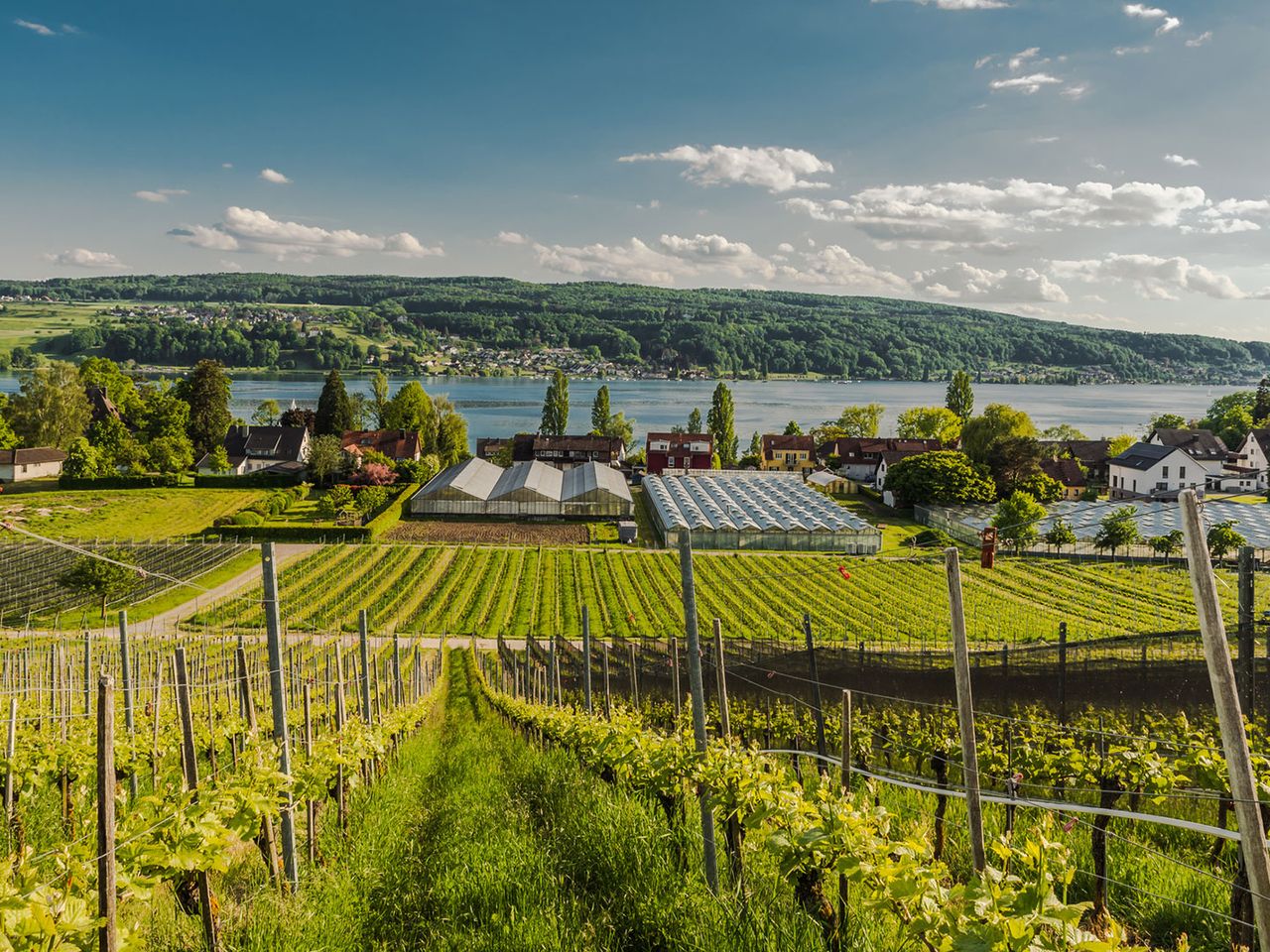 Weinberge auf der Insel Reichenau, Bodensee