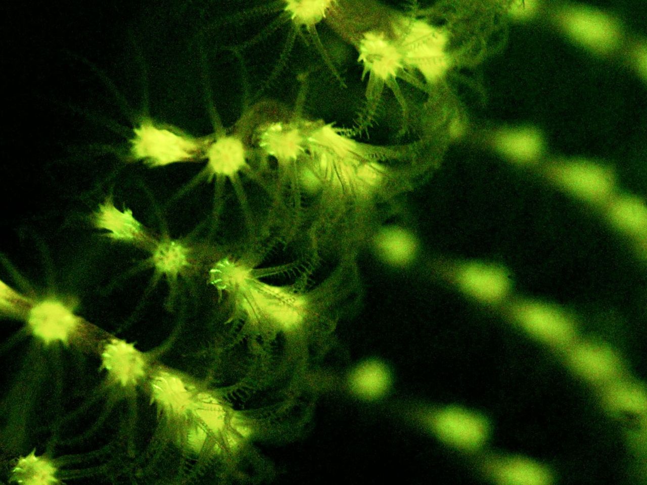 Das fluoreszierende Licht der Seefedern