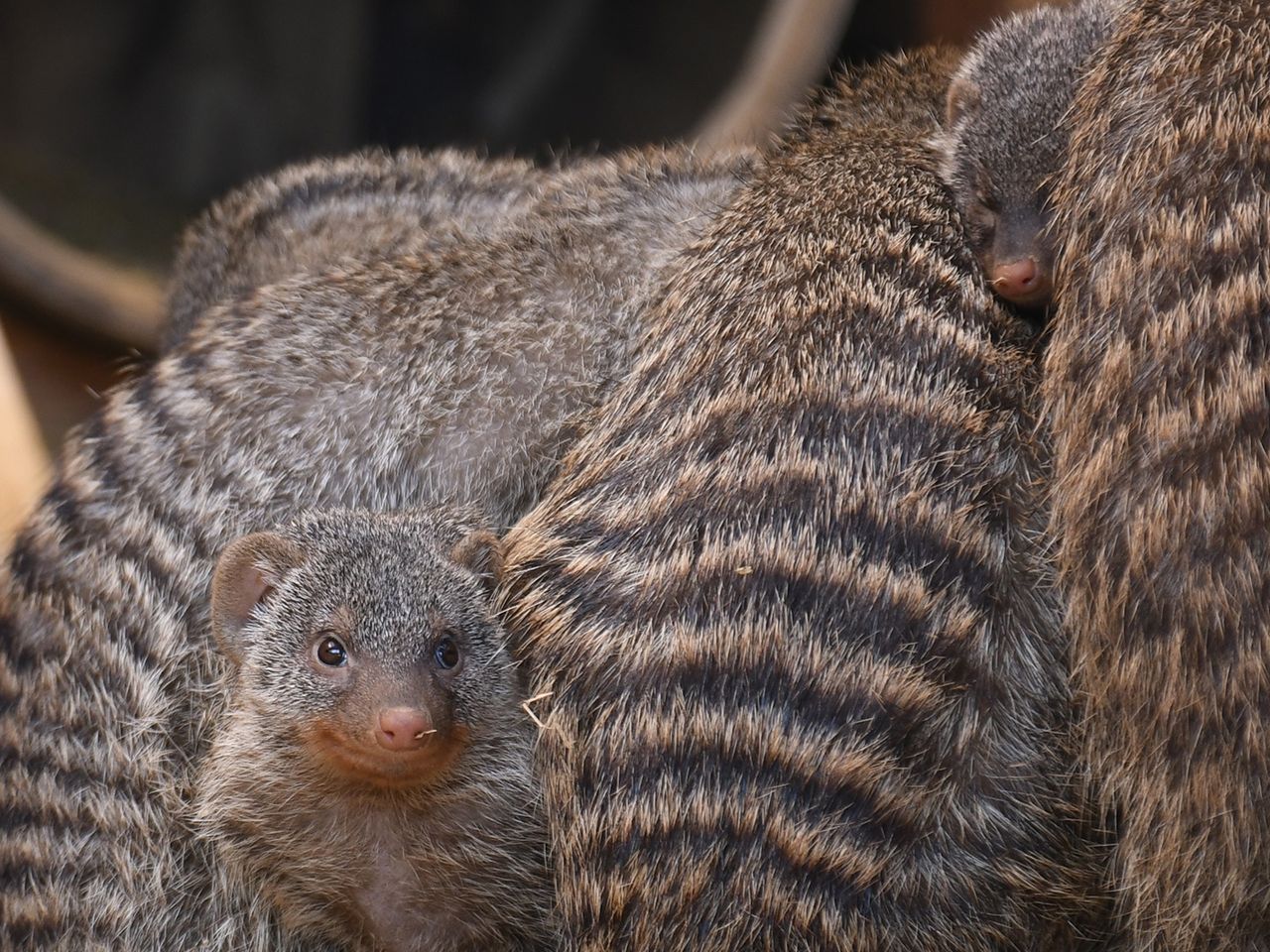 Tierpark Görlitz, Zebramanguste