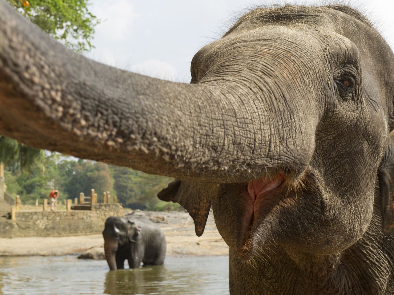 Elefanten in Sri Lanka, Nahaufnahme 