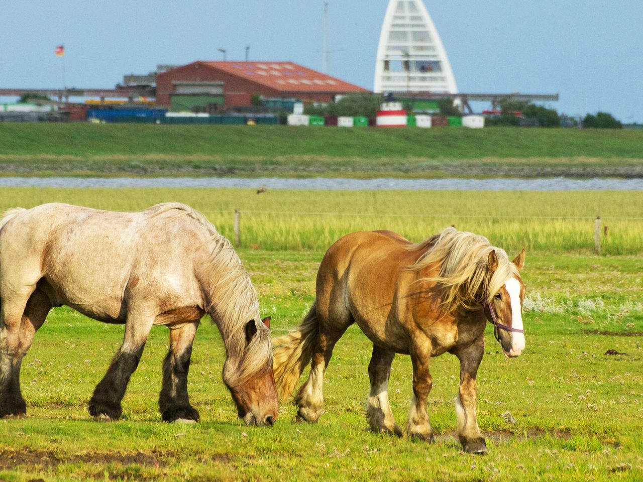 Pferde auf Juist, Ostfriesland