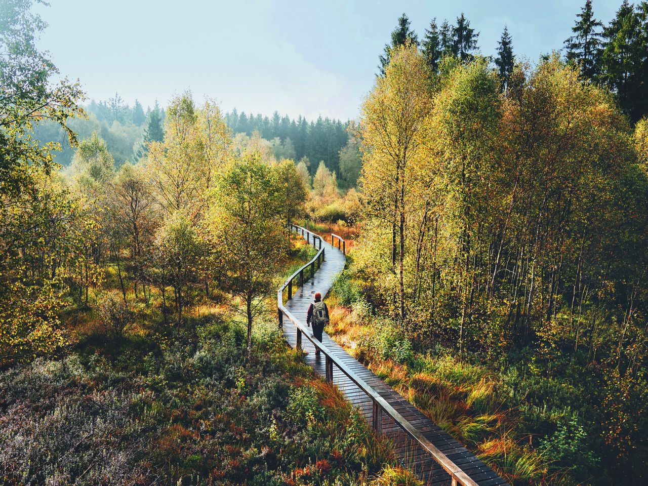 Hochmoor Mecklenbruch im Naturpark Solling-Vogler