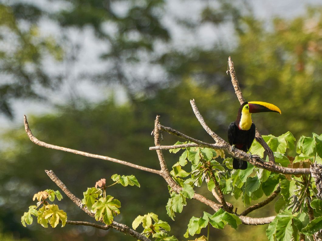Ein Tukan im Nationalpark Corcovado, Costa Rica