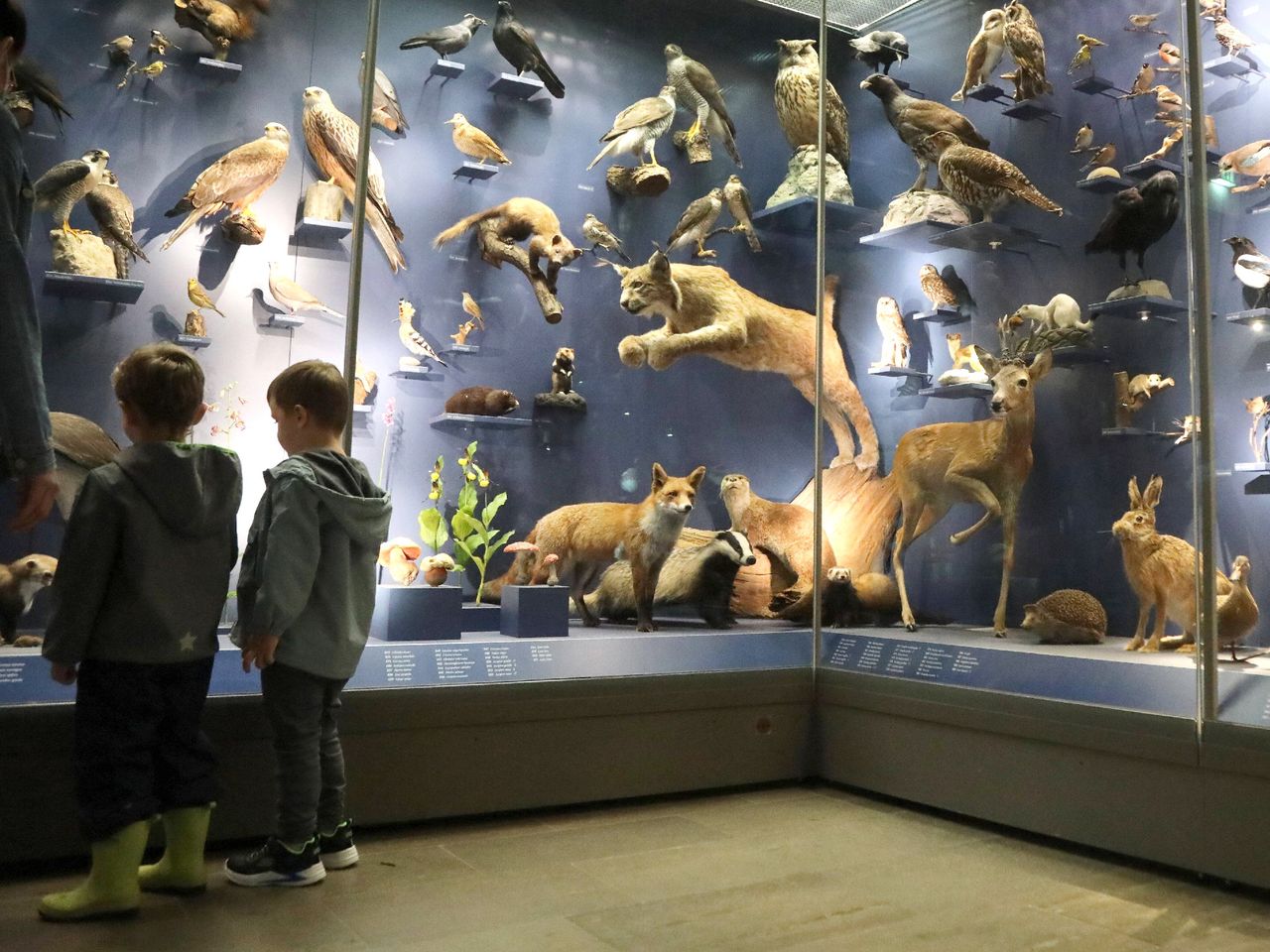 Naturkundemuseum Erfurt, Thüringen