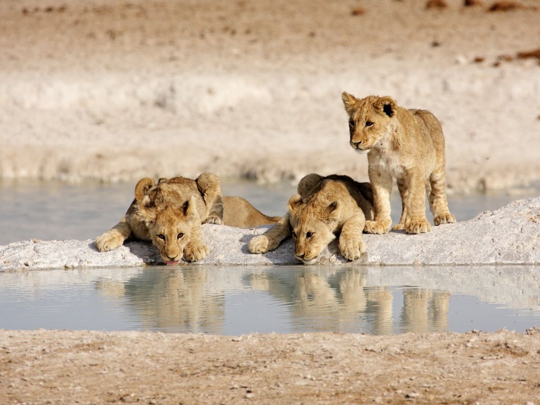 Afr_Nam_Etosha_Loewen_shutterstock_40343746