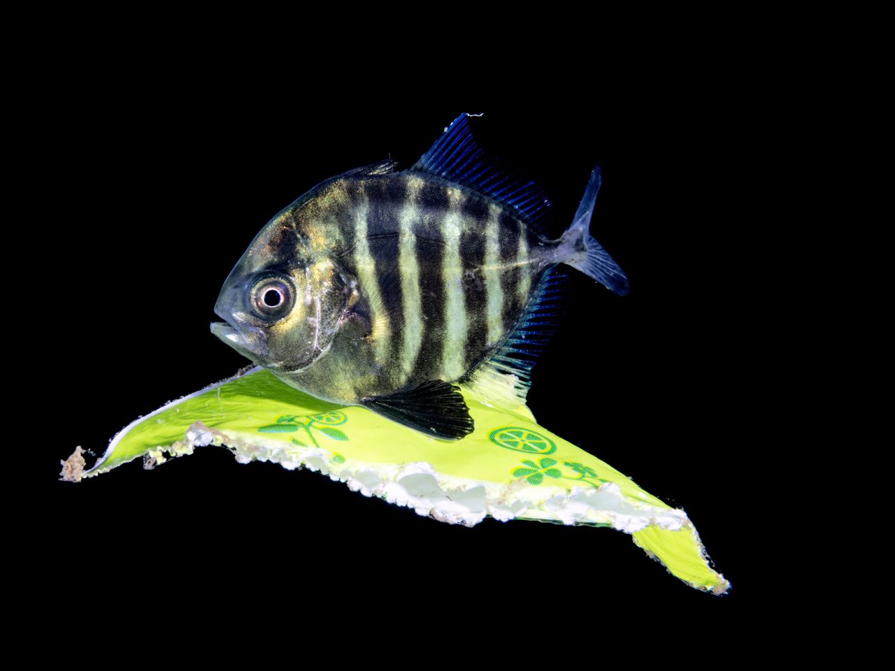 Rifffisch, Philippinen, Zhiyue Shi