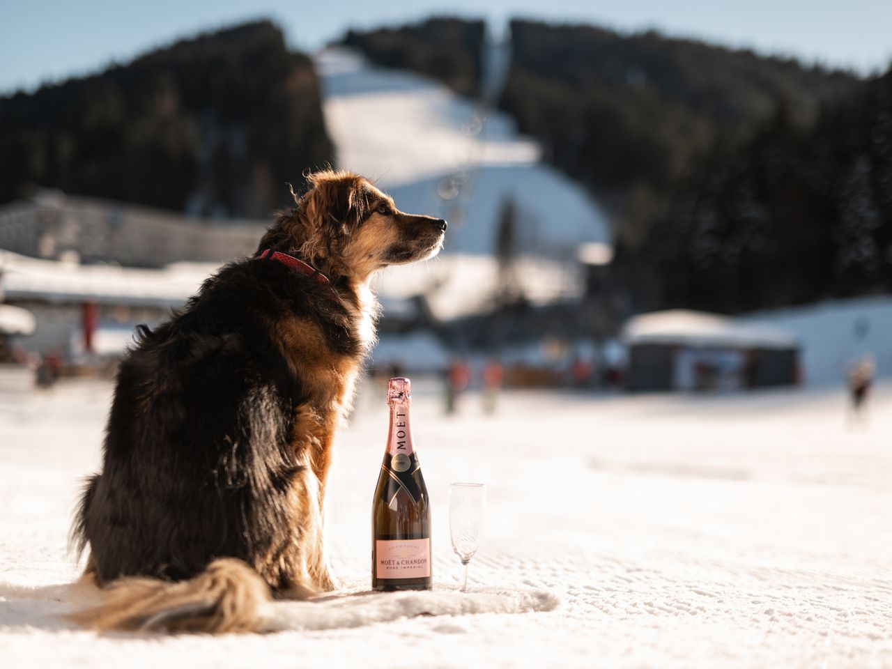 Urlaub mit Hund: ADEA Lifestyle Suites Fieberbrunn