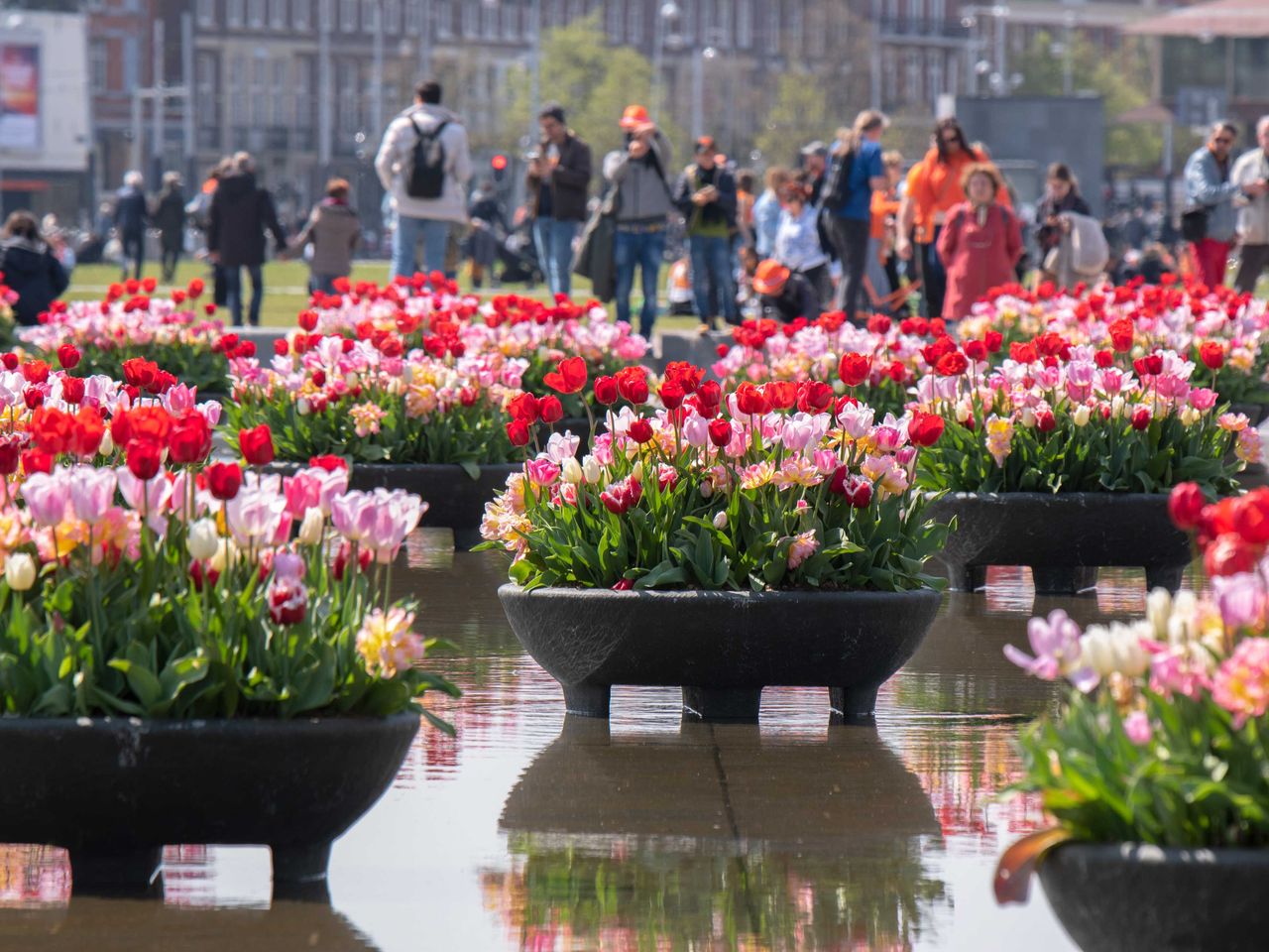 Tulpen auf dem Teich des Museumplein in Amsterdam