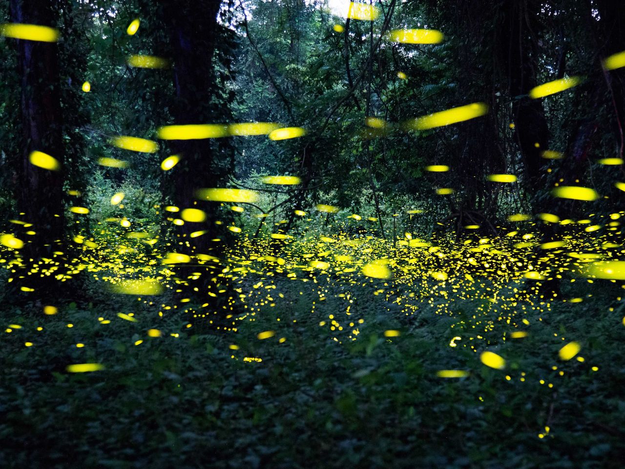 Gl&uuml;hw&uuml;rmchen im South China National Botanical Garden, Guangzhou