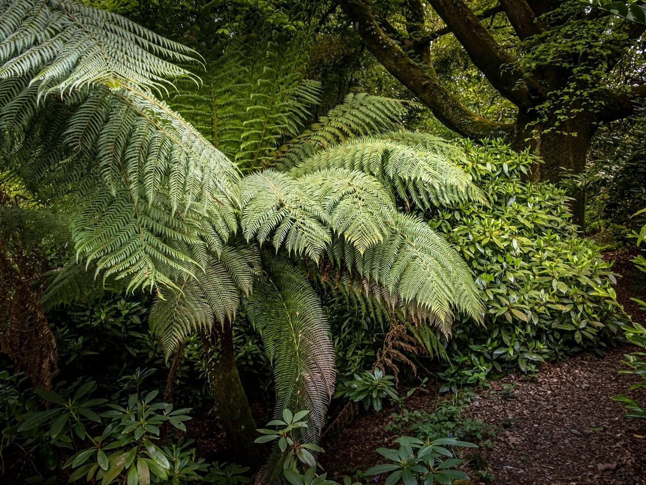 Penjerrick Garden, Cornwall