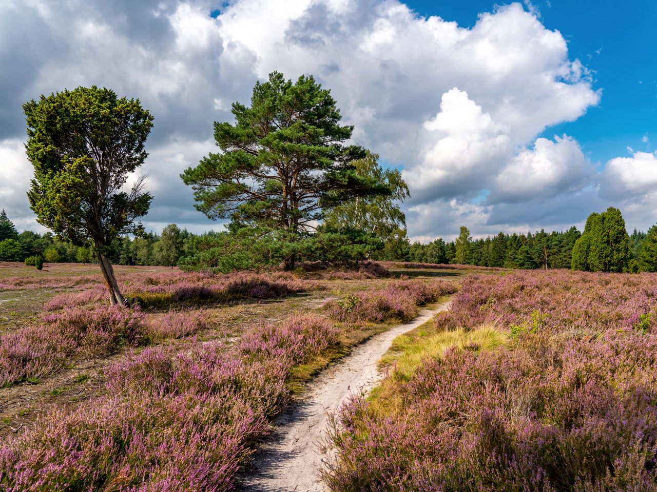 Wanderweg B&uuml;senbachtal, L&uuml;neburger Heide