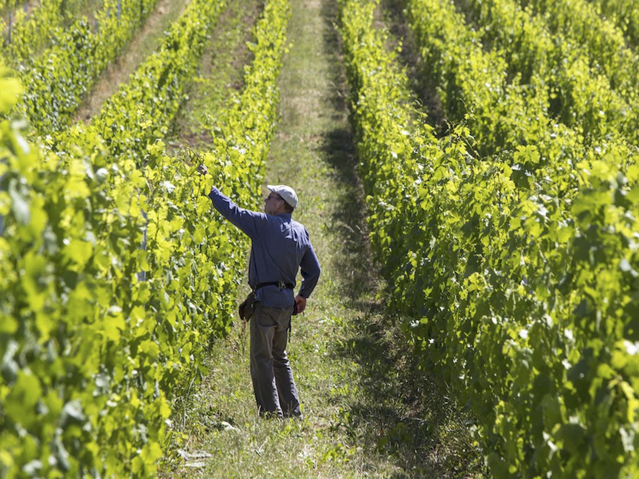 Winzervereinigung Breitengrad 51