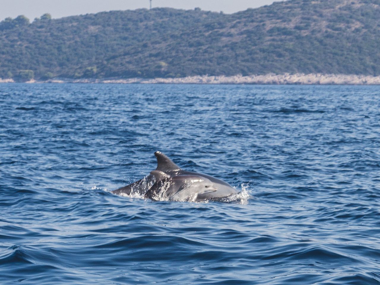 Kroatien, Delfine