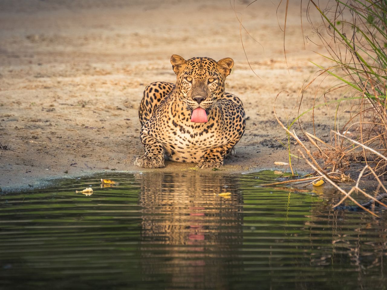 Sri Lanka Nationalpark, Leopard am Wasser