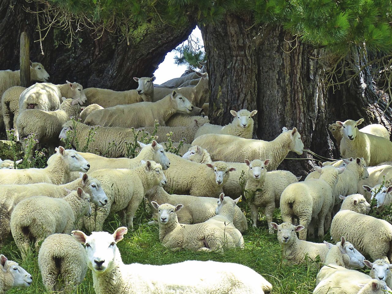 Schafe in Neuseeland