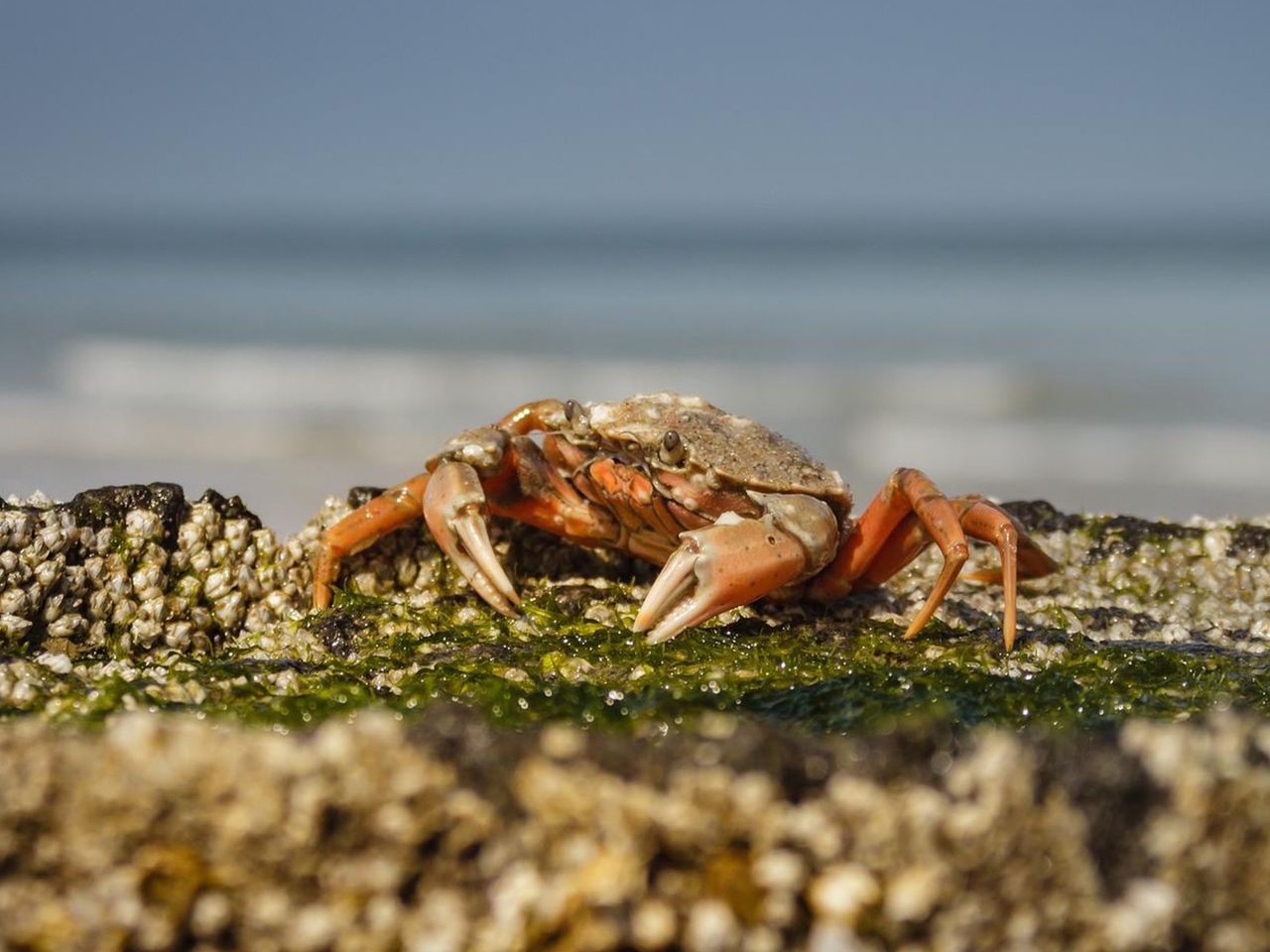 Wattenmeer Strandkrabbe