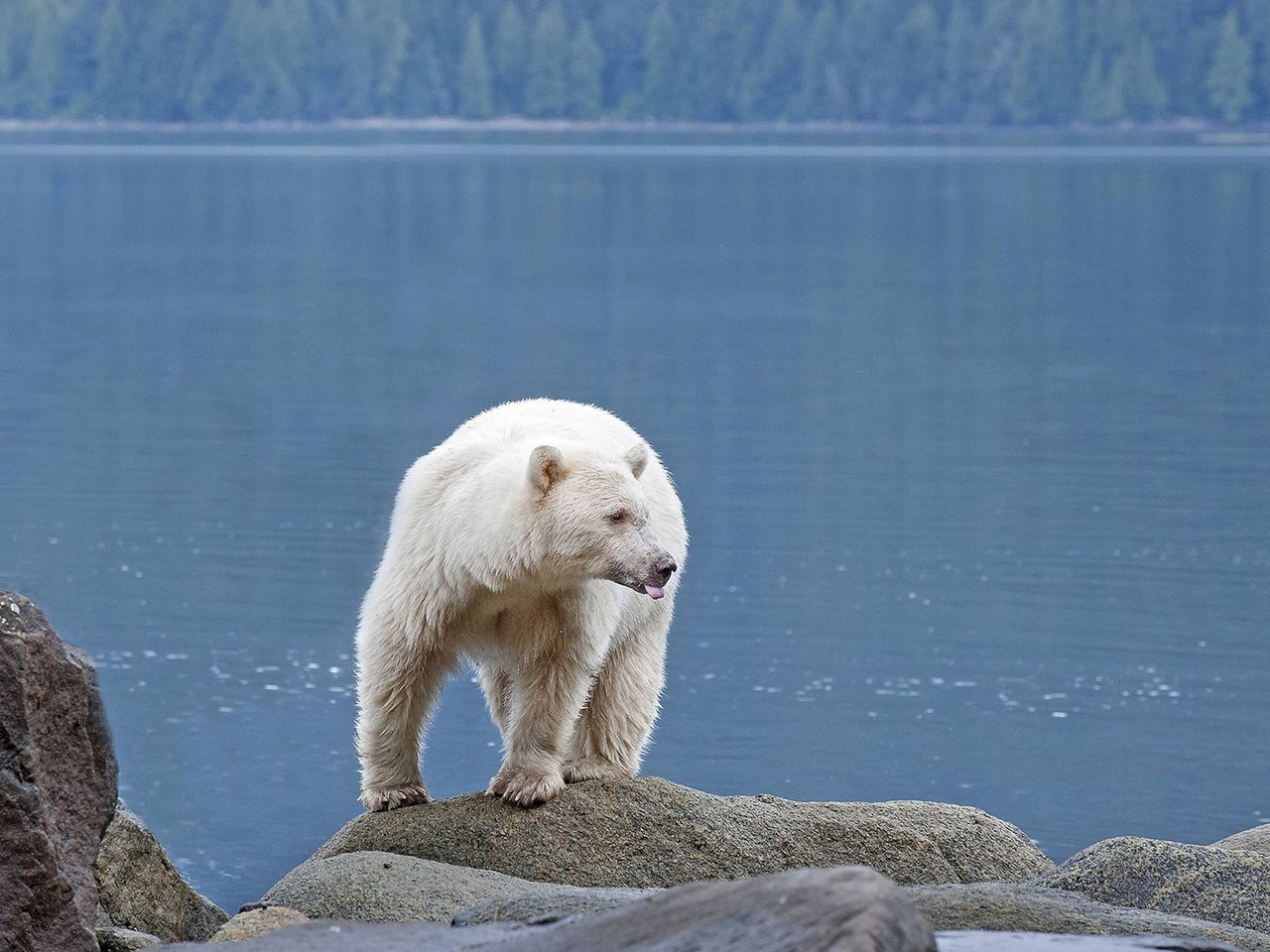 Geisterbär im Great Bear Rainforest in Kanada