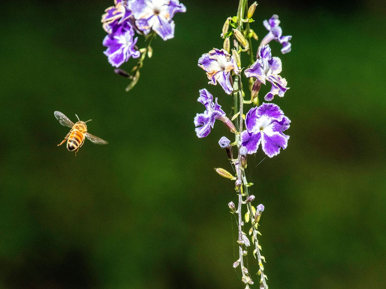 Symbolfoto, Biene in Australien