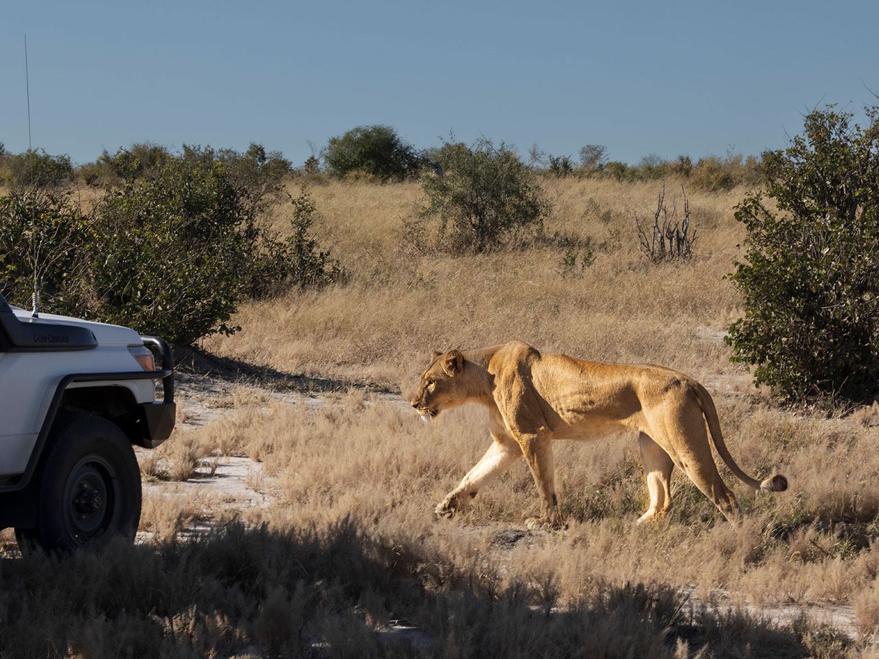 Jeep und Löwin im Hwange-Nationalpark