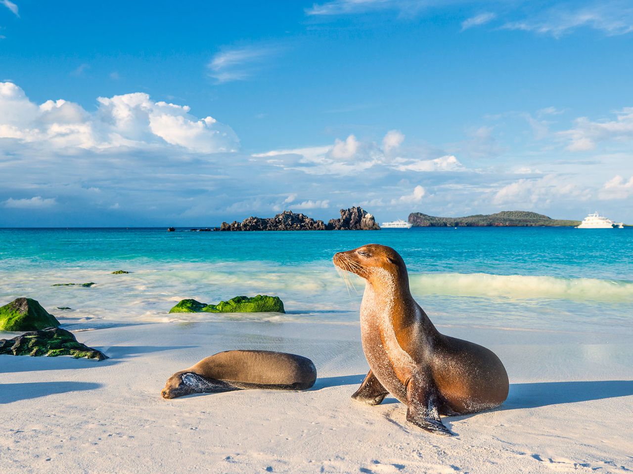 Seelöwe am Strand der Insel Española, im Hintergrund ein Kreuzfahrtschiff