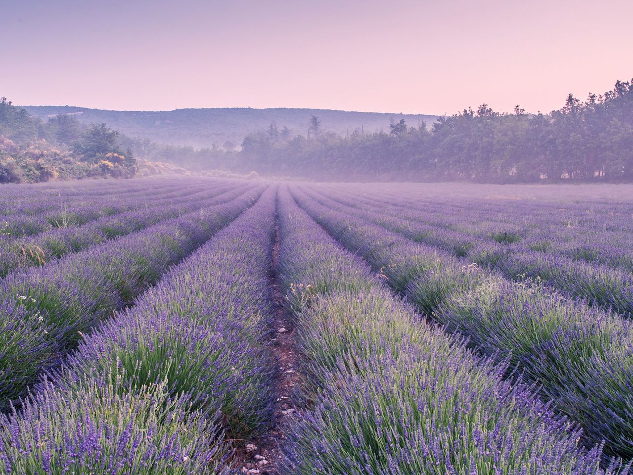 Lavendelfeld in der Provence, Frankreich