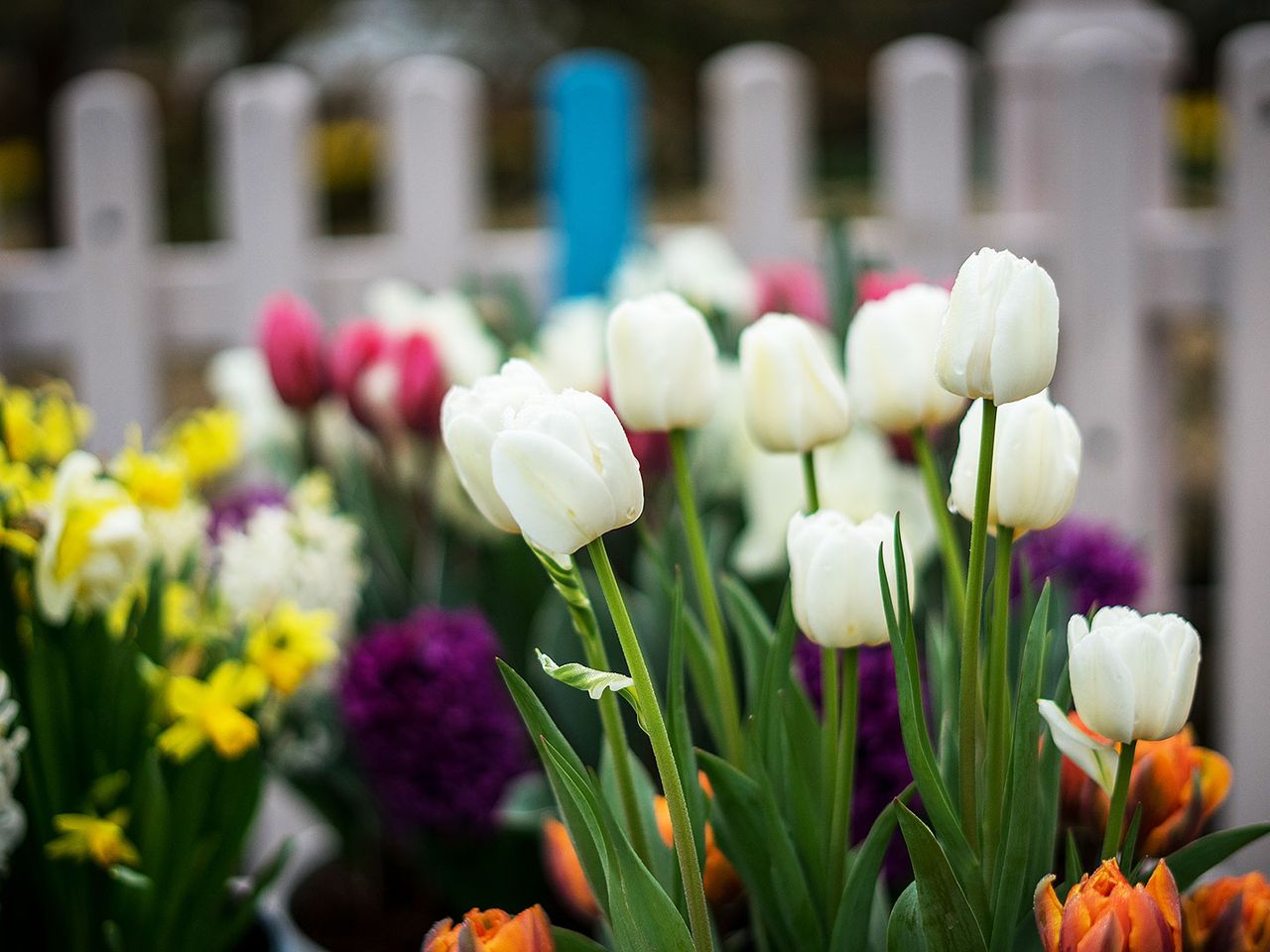 Tulpen blühen in Leiden, Niederlande