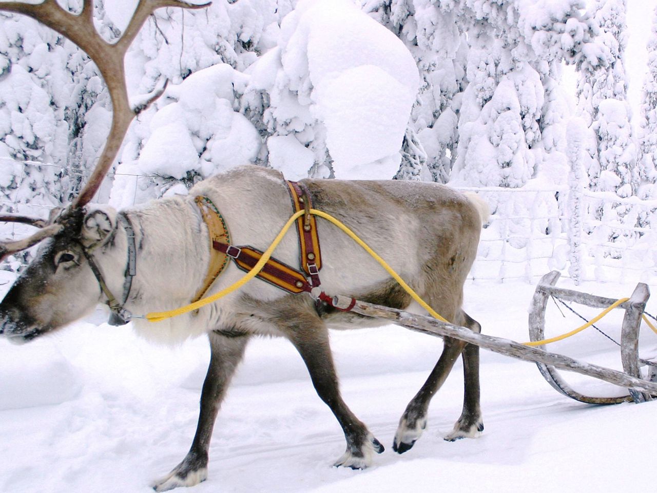 Rentierschlitten in Kuusamo, Finnland