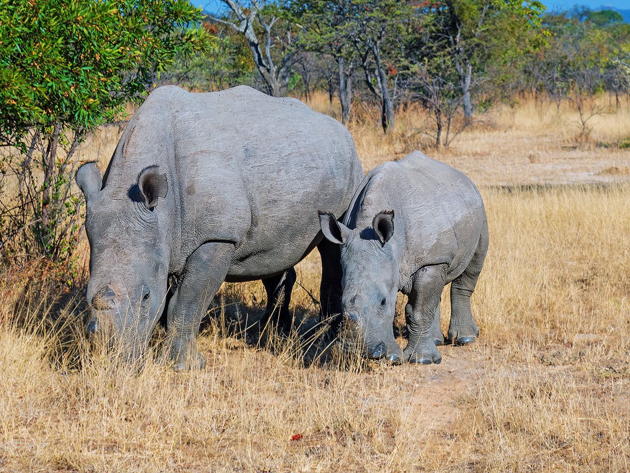 Nashörner im Matobo National Park, Simbabwe