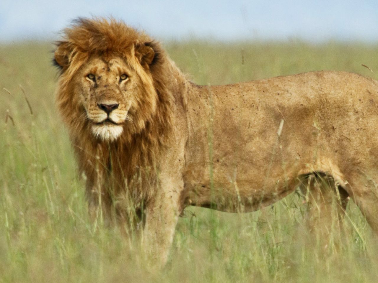 Löwe in Südafrika