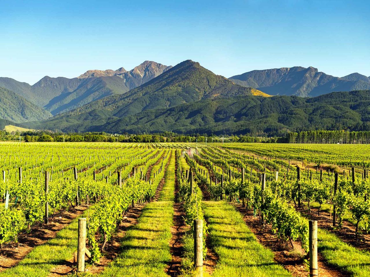 Weingüter in Marlborough, Neuseeland