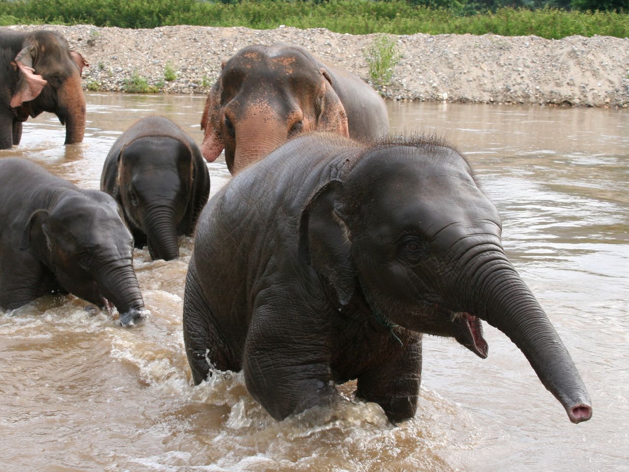 Elephant Natur Park, Thailand