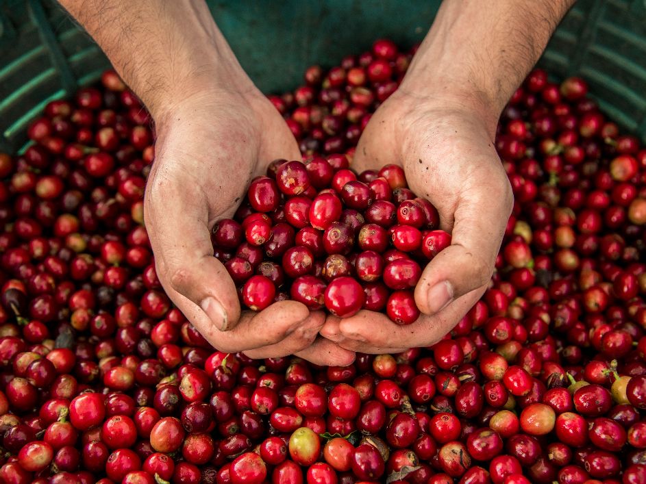 Frische Kaffeefrüchte aus Costa Rica