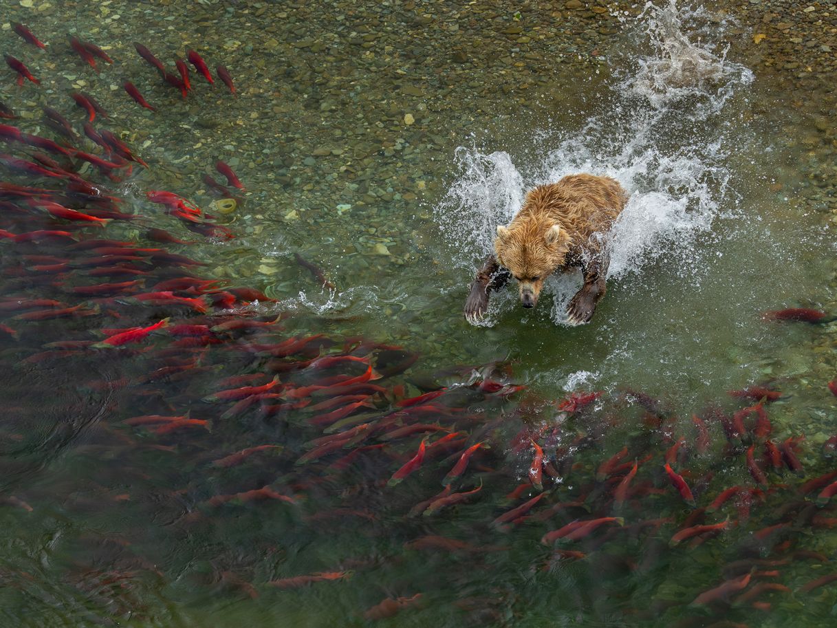 Braunbär, Katmai National Park, Alaska