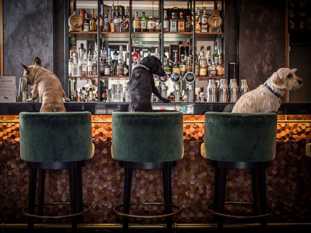 Hunde in der Bar Smith & Whistle, London